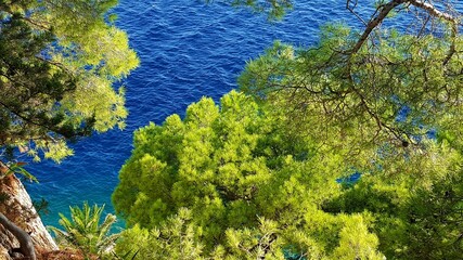 Fototapeta na wymiar blue türkise turcuoise water beach sea side croatia pine trees