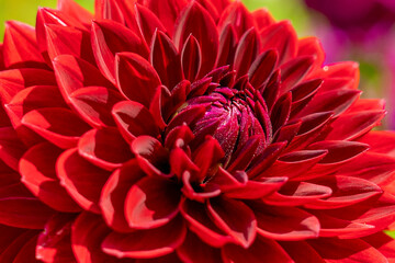 Details of a red dahlia flower in a castle garden in Lisse, the Netherlands