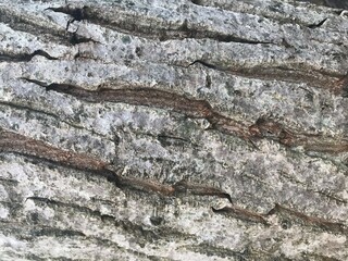 Texture of wood photo close-up. Wood texture background. Bark of a tree texture gray.