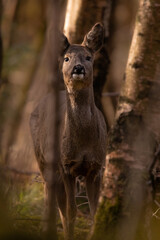 Naklejka na ściany i meble Roe Deer in the woods