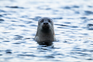 Fototapeta premium Grey Seal Stopping To Say Hi