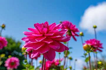Foto op Plexiglas This pink dahlia flower stands out beautifully against the blue sky in a castle garden in Lisse, the Netherlands © Emma
