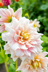 White-pink dahlia flowers in a castle garden in Lisse, the Netherlands