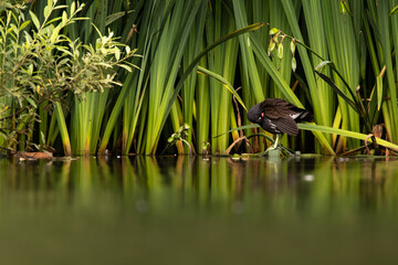 Moorhen Resting 