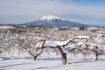 【青森県】雪が積もった岩木山

