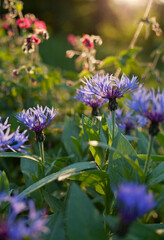 Centaurea montana -  blue flowering Perennial cornflower, mountain cornflower.
