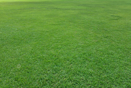 Grass background close up photo.