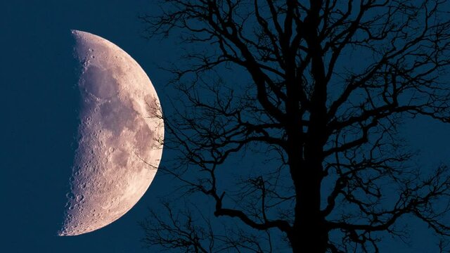 Mond am Himmel hinter einem Baum