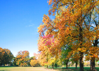 Naklejka premium In the autumn park, under the blue sky, a row of golden maple trees stands aside