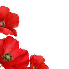 Beautiful poppy flowers in a beautiful composition isolated on white background. Decorative element for greeting or wedding cards in the corner of the sheet. 