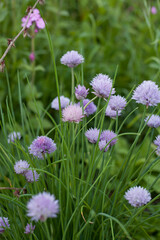 Chives flowers - allium schoenoprasum blooming in light lilac colour in the herb and midicinal garden.