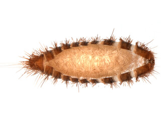 Pupa of Reesa vespulae from the family Dermestidae - a skin beetles. Pest of mussel collections and others.