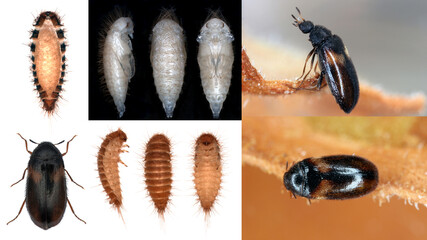Set of the developmental stages (larvae, pupa and adult) in different configurations of species...