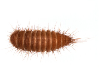 Larva of Reesa vespulae from the family Dermestidae - a skin beetles. Pest of mussel collections and others.
