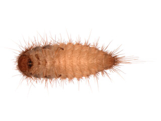 Larva of Reesa vespulae from the family Dermestidae - a skin beetles. Pest of mussel collections...