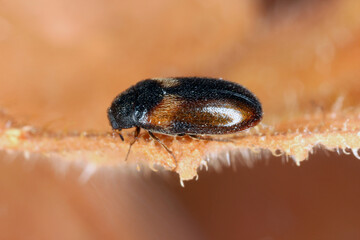 Reesa vespulae from the family Dermestidae - a skin beetles. Pest of mussel collections and others.