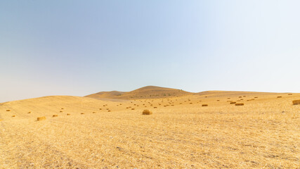 Straw bales. Newly harvested grain field and straw bales. Harvesting background