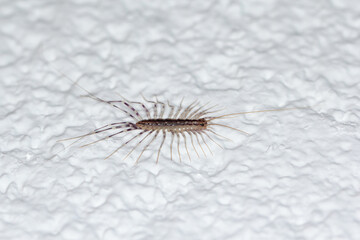 Scutigera coleoptrata on wall. The Flycatcher. Centipede flycatcher insect predator.