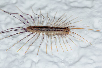 Obraz premium Scutigera coleoptrata on wall. The Flycatcher. Centipede flycatcher insect predator.