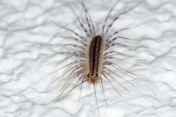 Scutigera coleoptrata on wall. The Flycatcher. Centipede flycatcher insect predator.