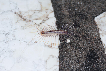 Scutigera coleoptrata on wall. The Flycatcher. Centipede flycatcher insect predator.