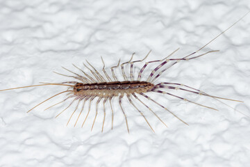 Scutigera coleoptrata on wall. The Flycatcher. Centipede flycatcher insect predator.