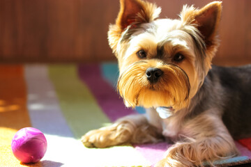 A funny brown Yorkshire Terrier dog is playing with a purple ball, lying on a multi-colored striped carpet at home. Pet toys. A cute healthy puppy indoors. Canine background. Doggy playful mood.