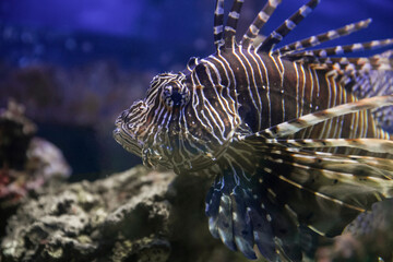 Lionfish (dendrochirus zebra), fish in an aquarium, blurred background
