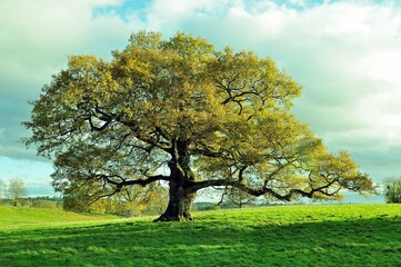 Old oak tree in a autumn meadow.