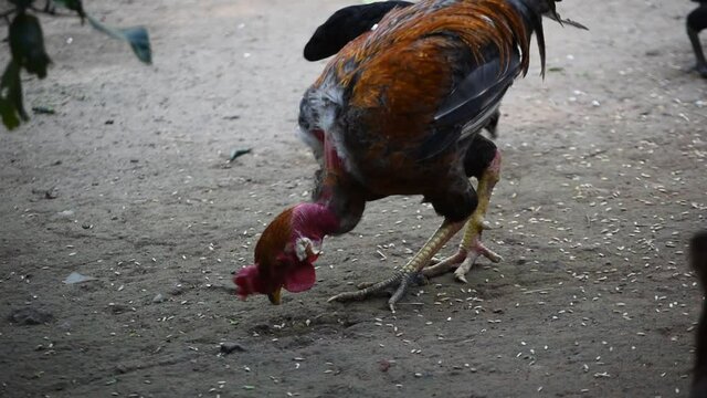 A naked neck chicken eating treats with some pullets around him in backyard area