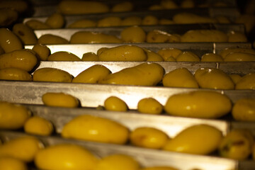 Obraz premium Factory interior. Potato production. Factory equipment, product manufacturing process. Modern factory.