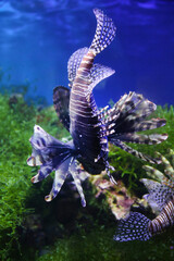 Lionfish (dendrochirus zebra), fish in an aquarium, blurred background