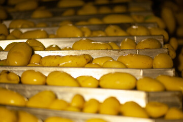 Factory interior. Potato production. Factory equipment, product manufacturing process. Modern...