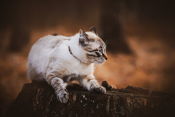 A cute tabby beautiful cat stands on an old dark oak stump on an autumn evening in the forest. A walk of a pet in nature. October. - Powered by Adobe