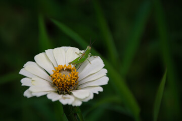 Fototapeta premium Tiny grasshopper resting on a White zinnia flower
