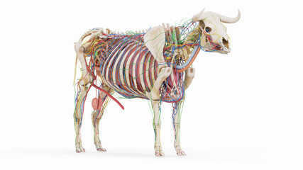 3d rendered illustration of the bovine anatomy
