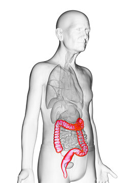 3d rendered medically accurate illustration of an old mans colon