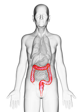 3d rendered medically accurate illustration of an old mans colon