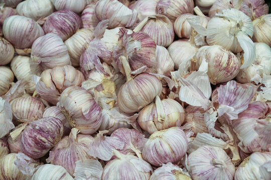 many heads of white garlic with husks and cloves are on sale in the store in a box