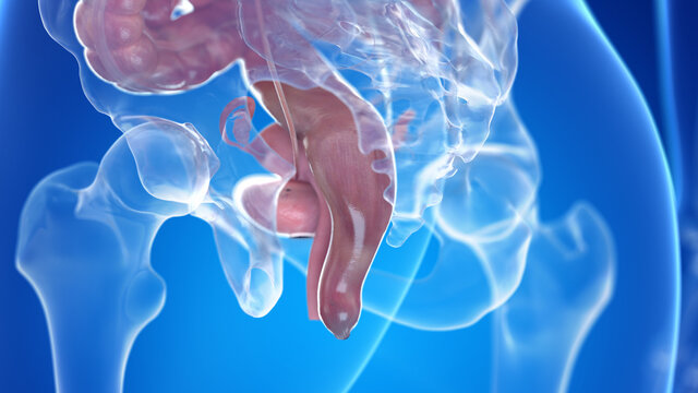 3d rendered illustration of the female uterus and rectum
