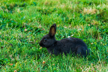 Little black rabbit on the green grass eating in summer Easter celebration beautiful pet animal