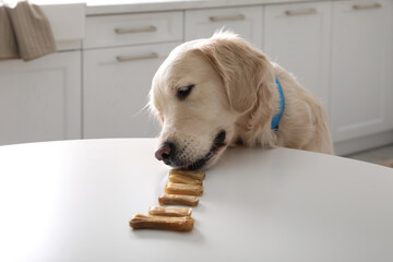 Cute Golden Retriever eating dog biscuits at table in kitchen