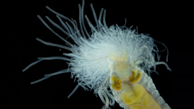 Worm Polychaeta of family Terebellidae under the microscope, phylum Annelida. Numerous, long tentacles wriggle like snakes in search of food particles. Red sea