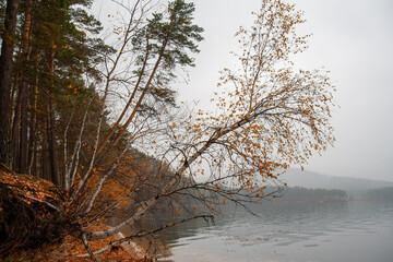 Birch tree overhanging the water's edge. Borovoe Lake, Burabay National Park, Aqmola Region, Kazakhstan.