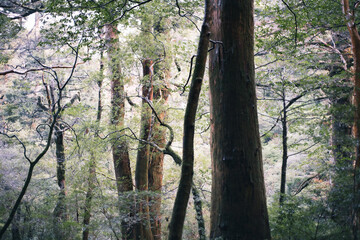 Winter Yaskuhima forest in Kyusyu Japan(World Heritage in Japan)