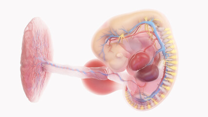 3d rendered medically accurate illustration of a human embryo anatomy - week 6 - obrazy, fototapety, plakaty