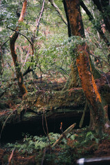Winter Yaskuhima forest in Kyusyu Japan(World Heritage in Japan)