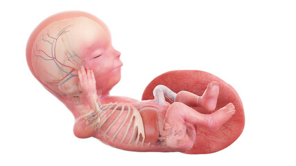 3d rendered medically accurate illustration of a human fetus anatomy - week 13