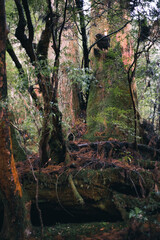 Winter Yaskuhima forest in Kyusyu Japan(World Heritage in Japan)