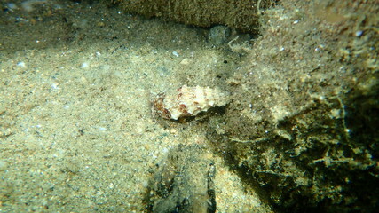 Striped hermit crab or rocky-shore hermit crab (Pagurus anachoretus) in a seashell Common cerith (Cerithium vulgatum) undersea, Aegean Sea, Greece, Halkidiki